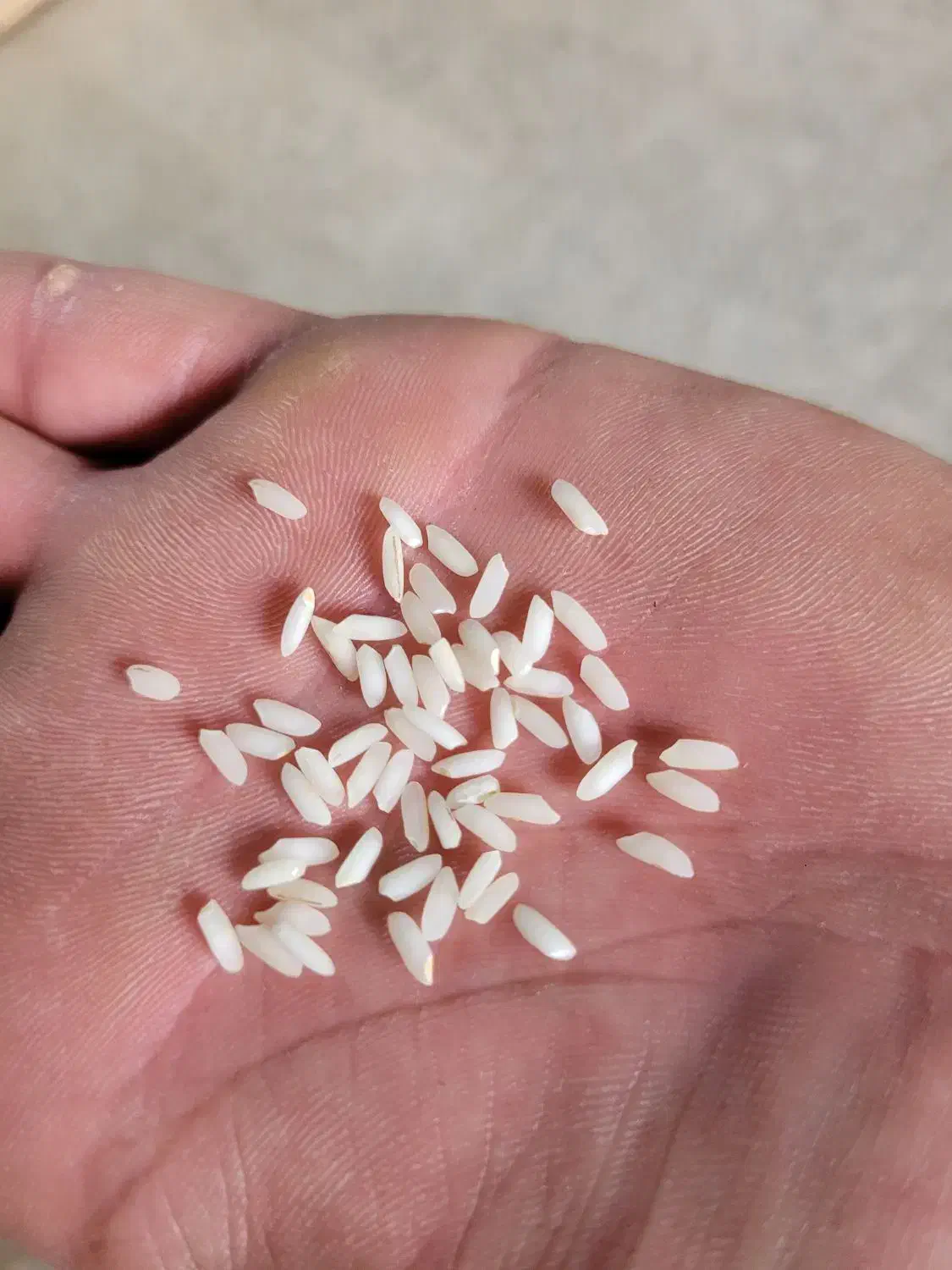 برنج عنبربو اعلا اعلا|خوردنی و آشامیدنی|شوشتر, |دیوار