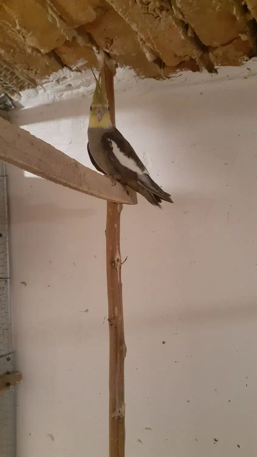 عروس هلندی ۱۰۰|پرنده|کردکوی, |دیوار