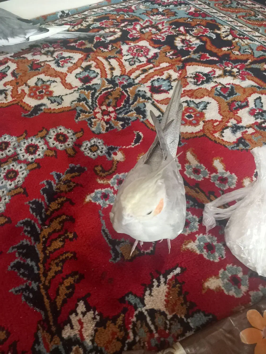 عروس هلندی|پرنده|شیروان (خراسان), |دیوار