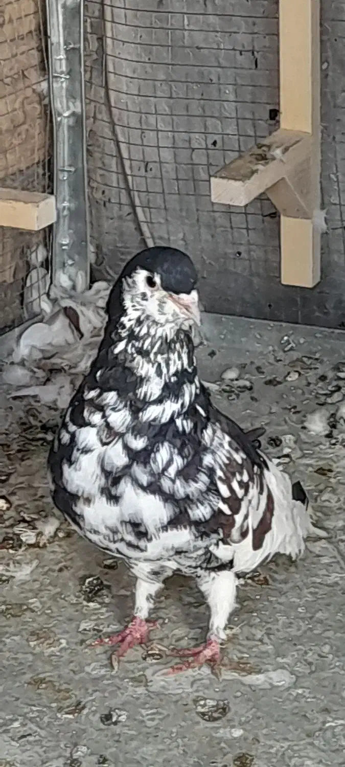 کفتر شهری جفتی|پرنده|شیراز, امام حسین|دیوار