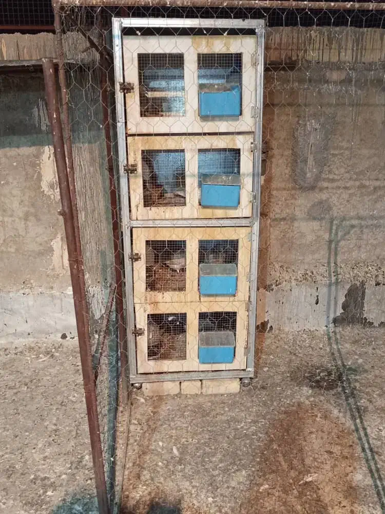 فروش جفت دونی چهار طبق|لوازم جانبی حیوانات|شیراز, شهرک مهرگان|دیوار