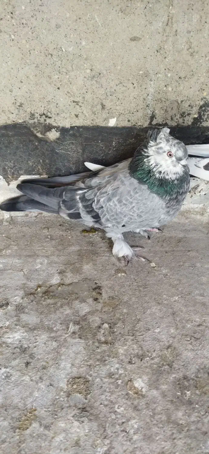 کفتر|پرنده|نجفآباد, کهریزسنگ|دیوار