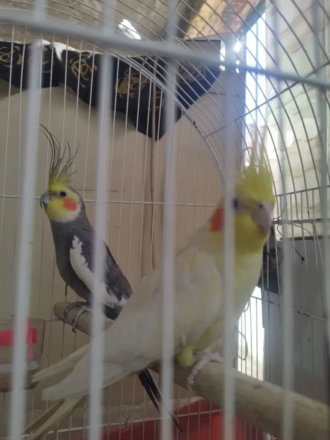 عروس هلندی|پرنده|ایرانشهر, |دیوار