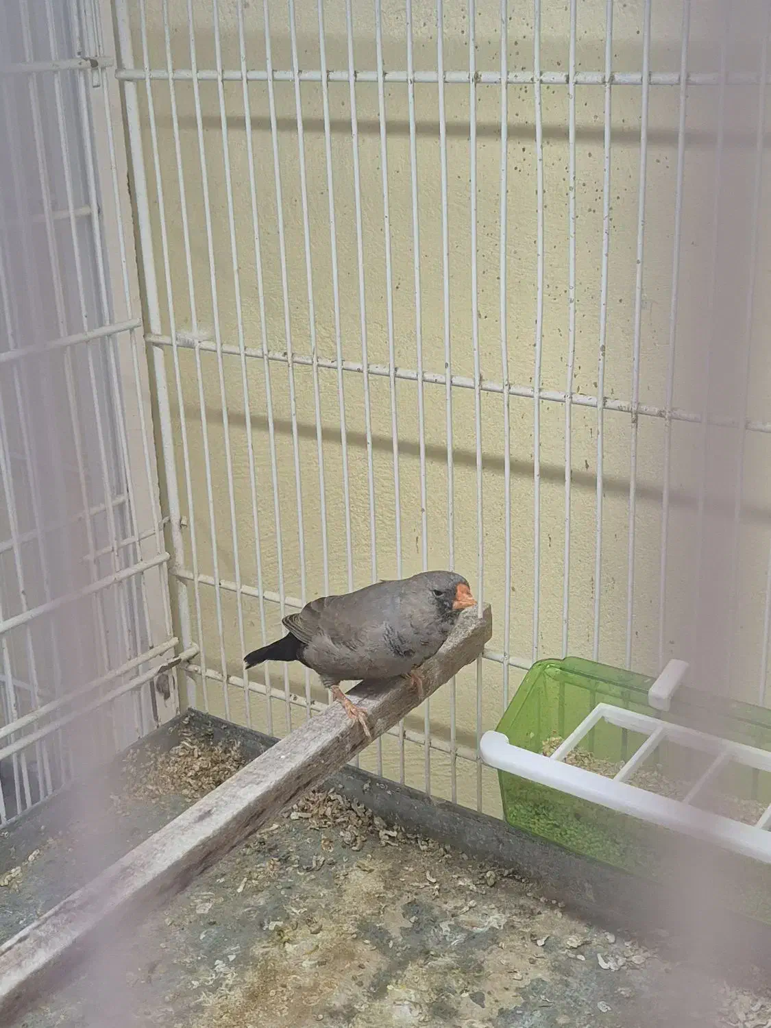 فنچ شارکول|پرنده|بندرعباس, |دیوار