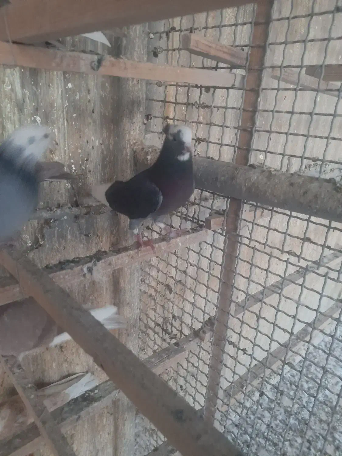 کفتر|پرنده|تهران, دبستان|دیوار