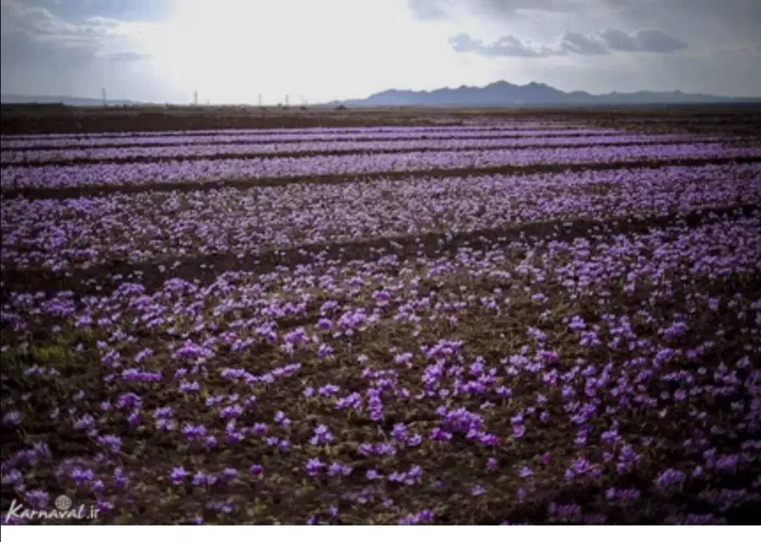 زمین زعفران همراه بانیم ساعت اب|فروش زمین و ملک کلنگی|نیشابور, ریوند|دیوار