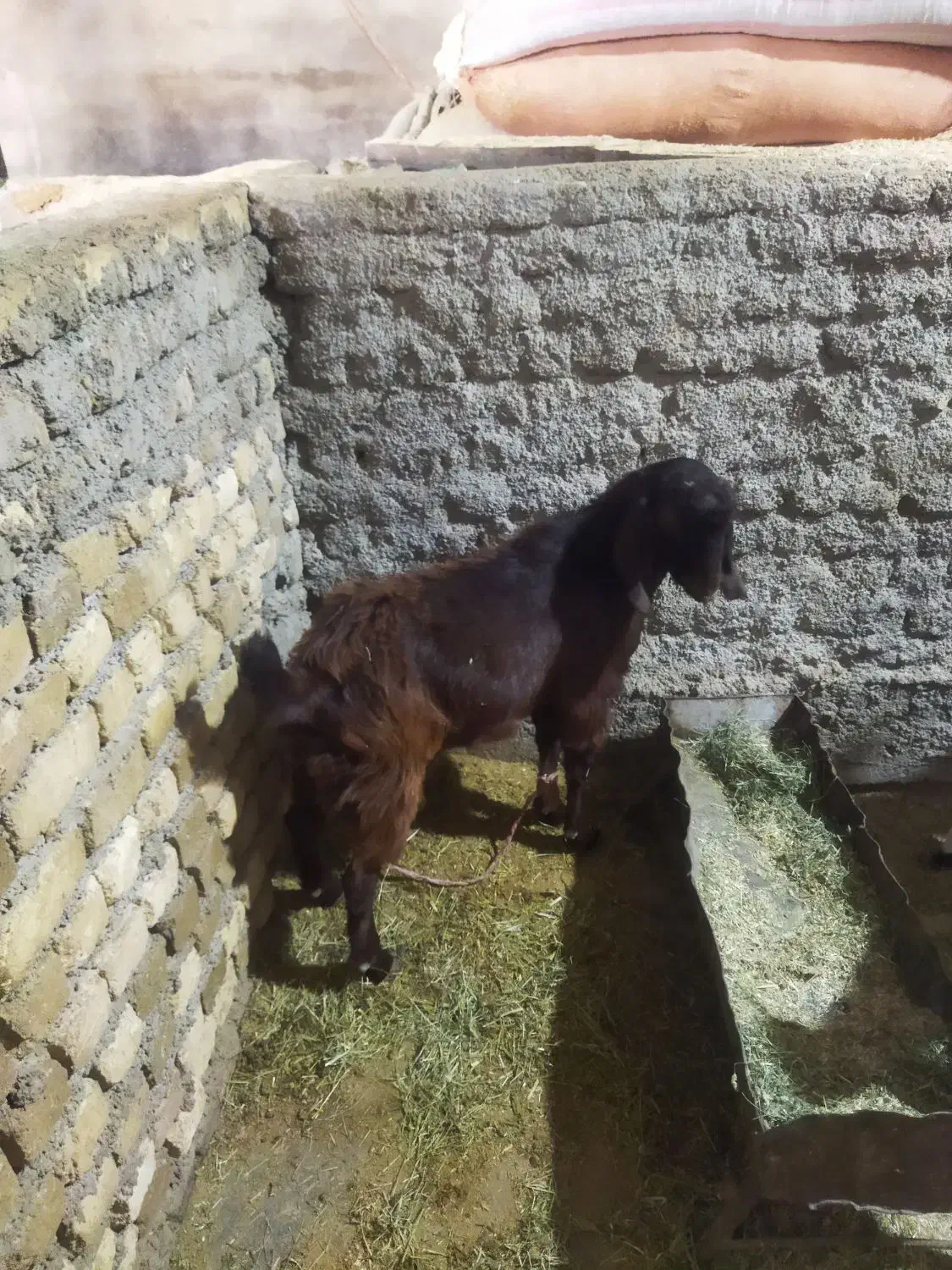 بزغاله نر|حیوانات مزرعه|زاغه, |دیوار