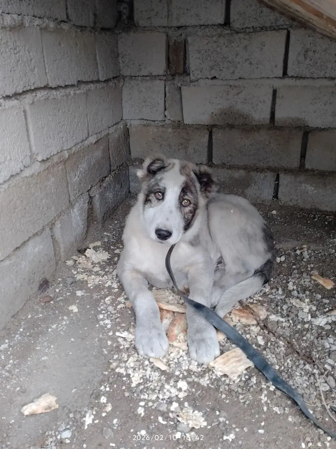 سگ نر|سگ|اردبیل, |دیوار