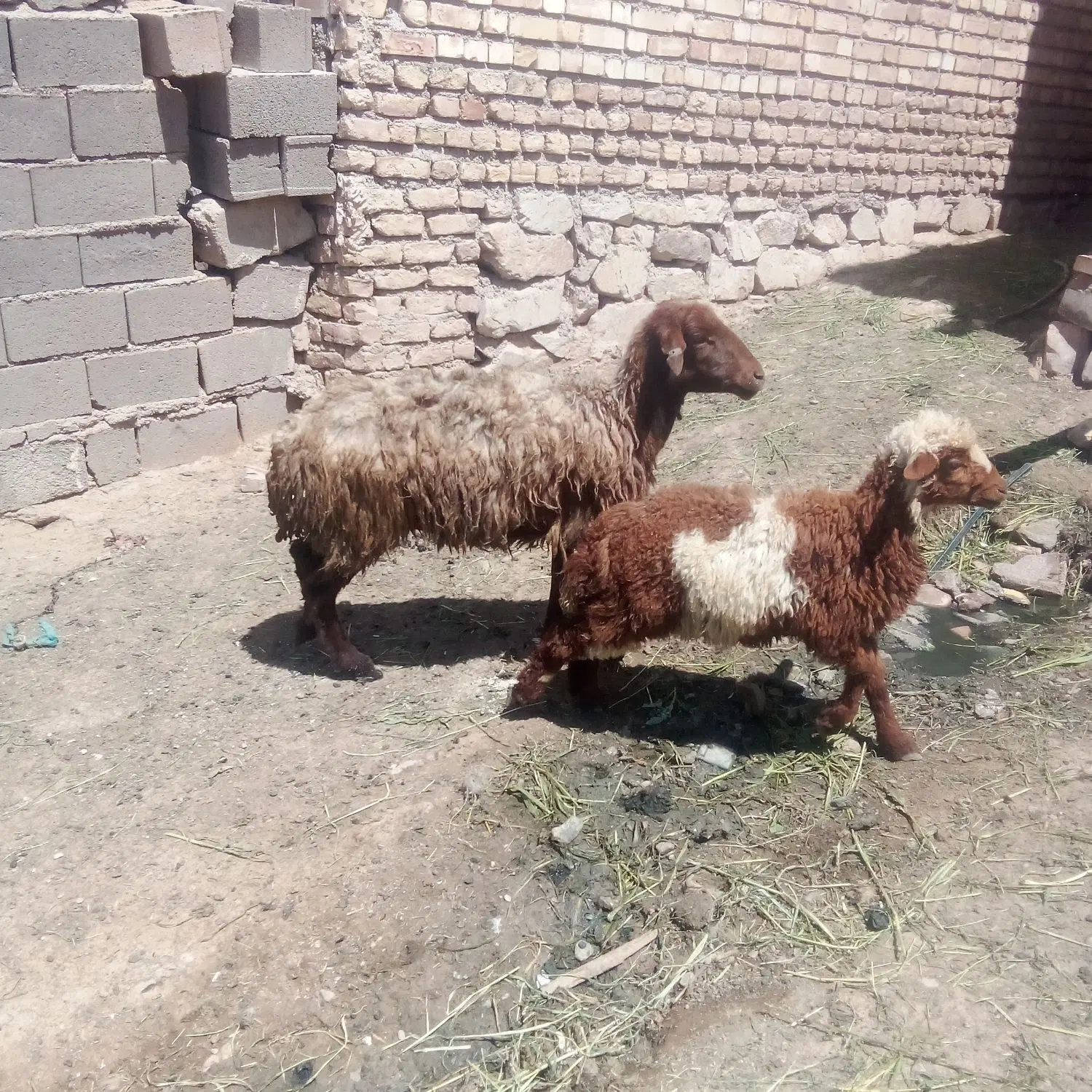 بره ماده|حیوانات مزرعه|نیشابور, مازول|دیوار