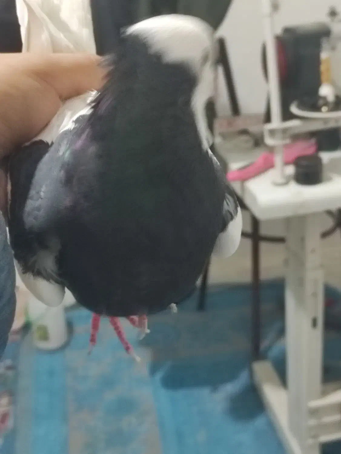 کفتر|پرنده|مشهد, شهرک مهرگان|دیوار