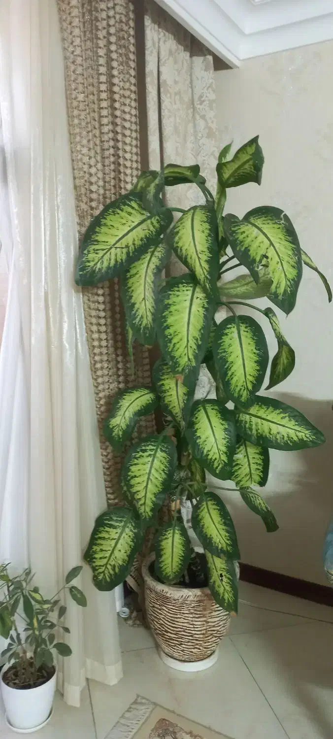 گل دیفین|گل و گیاه طبیعی|اصفهان, طامه|دیوار