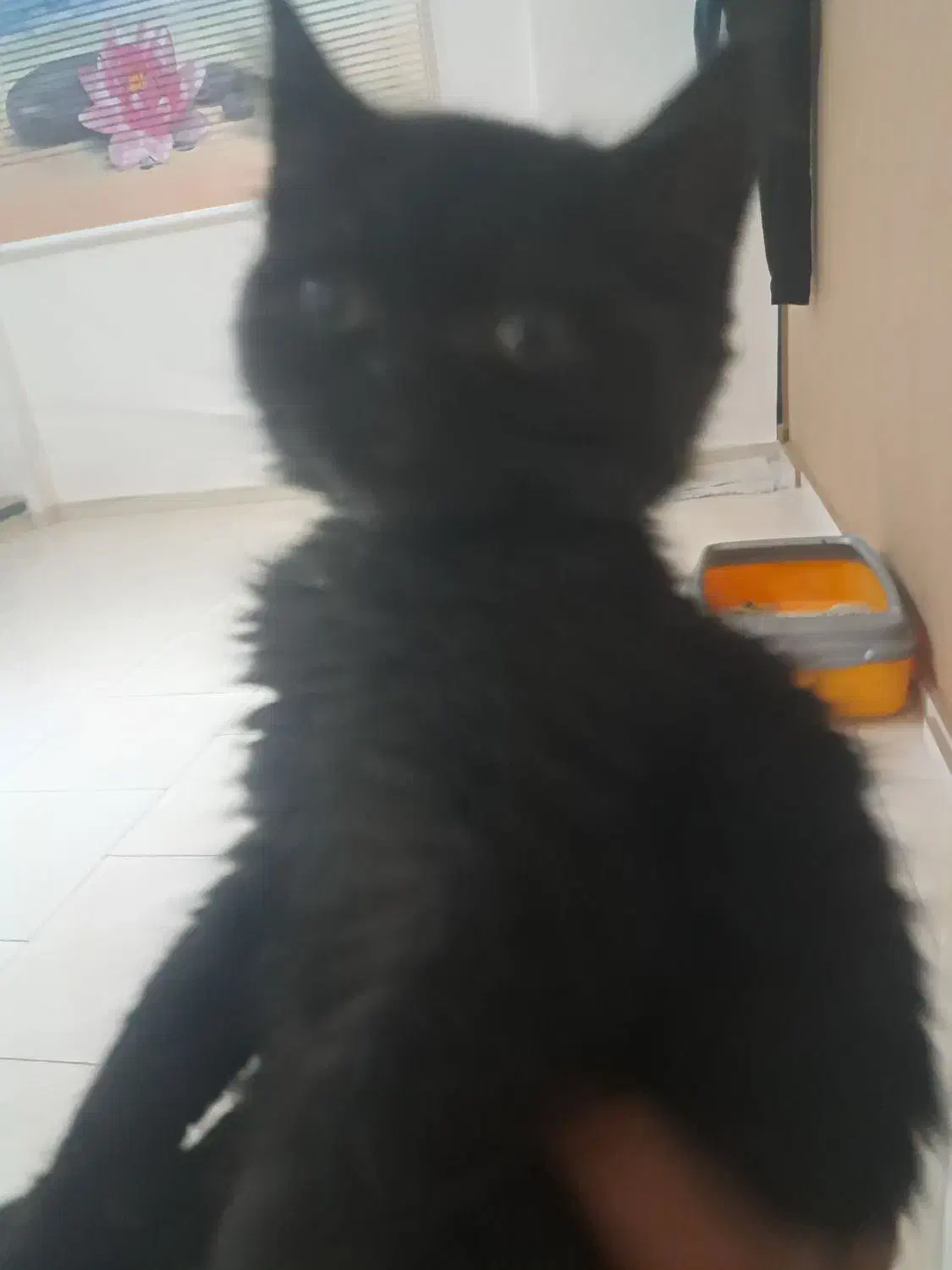 گربه پرشین اسکاتیش بریتیش|گربه|کرج, گوهردشت|دیوار