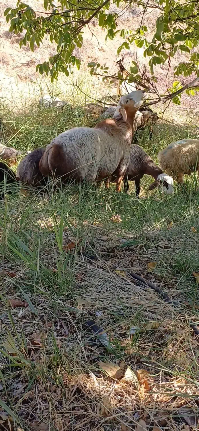 قوچ|حیوانات مزرعه|سده (فارس), |دیوار