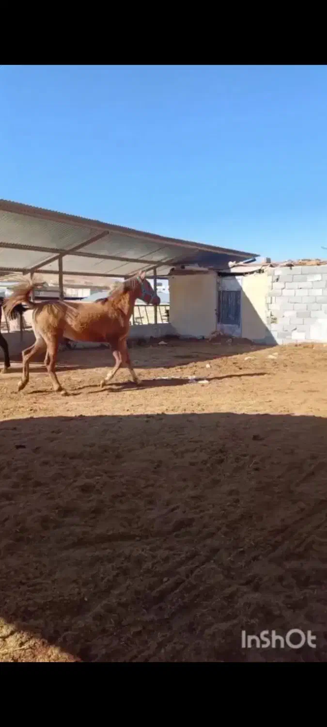 اسب مادیان|حیوانات مزرعه|فرخ‌شهر, |دیوار