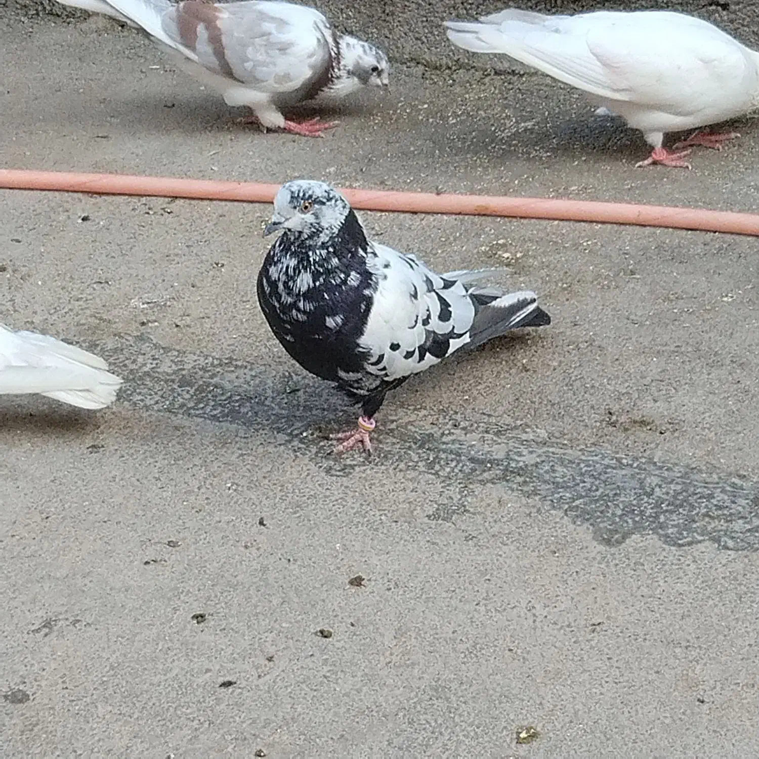 کبوتر رفته|حیوانات|حاجیلار, |دیوار