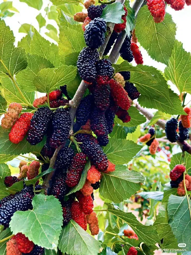 نهال گیلاس گردو کیوی سیب گلابی تمشک|خدمات باغبانی و درختکاری|فومن, |دیوار