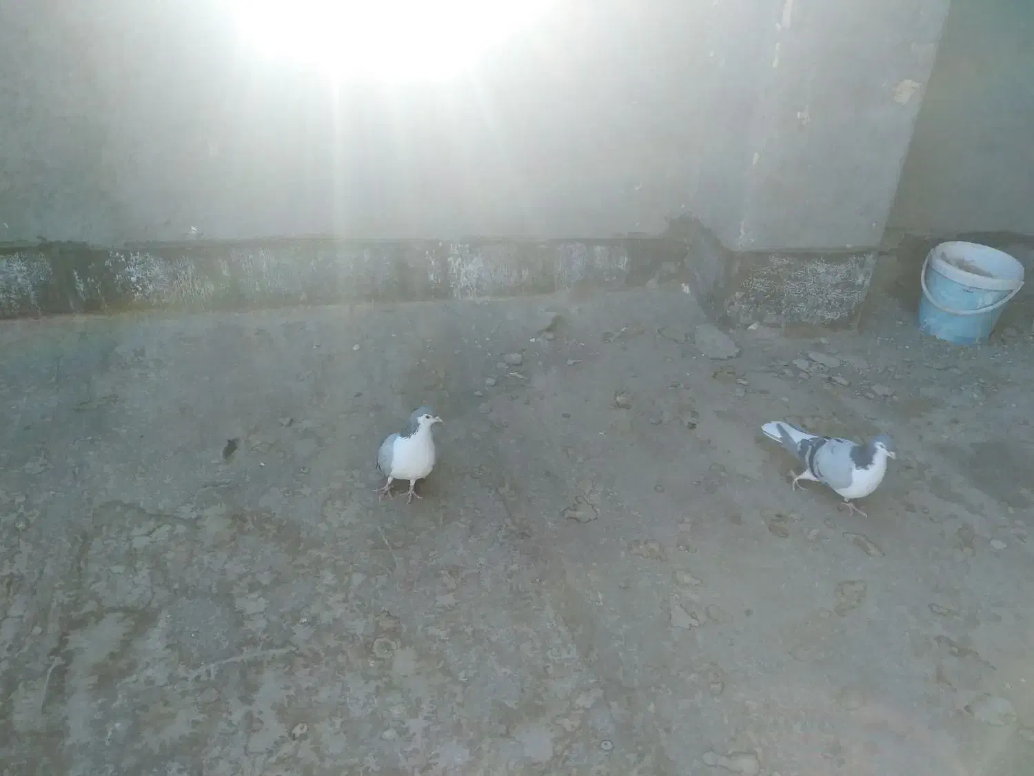 کفتر برشی|پرنده|جلگه رخ, |دیوار