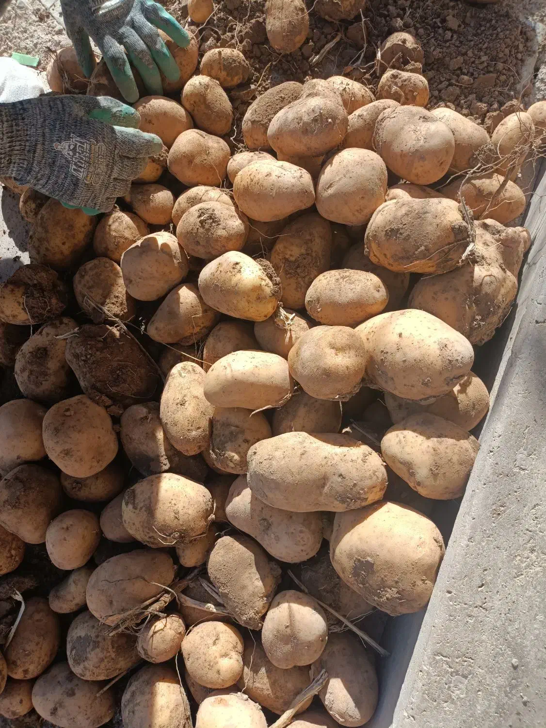 سیب زمینی جلی رانومی مدل 402|خوردنی و آشامیدنی|رزن, |دیوار