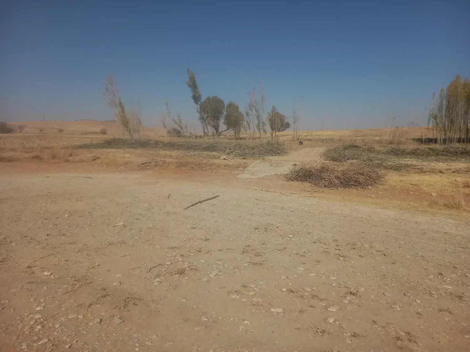 شاخه های درخت صنوبر|عمدهفروشی|داران, |دیوار