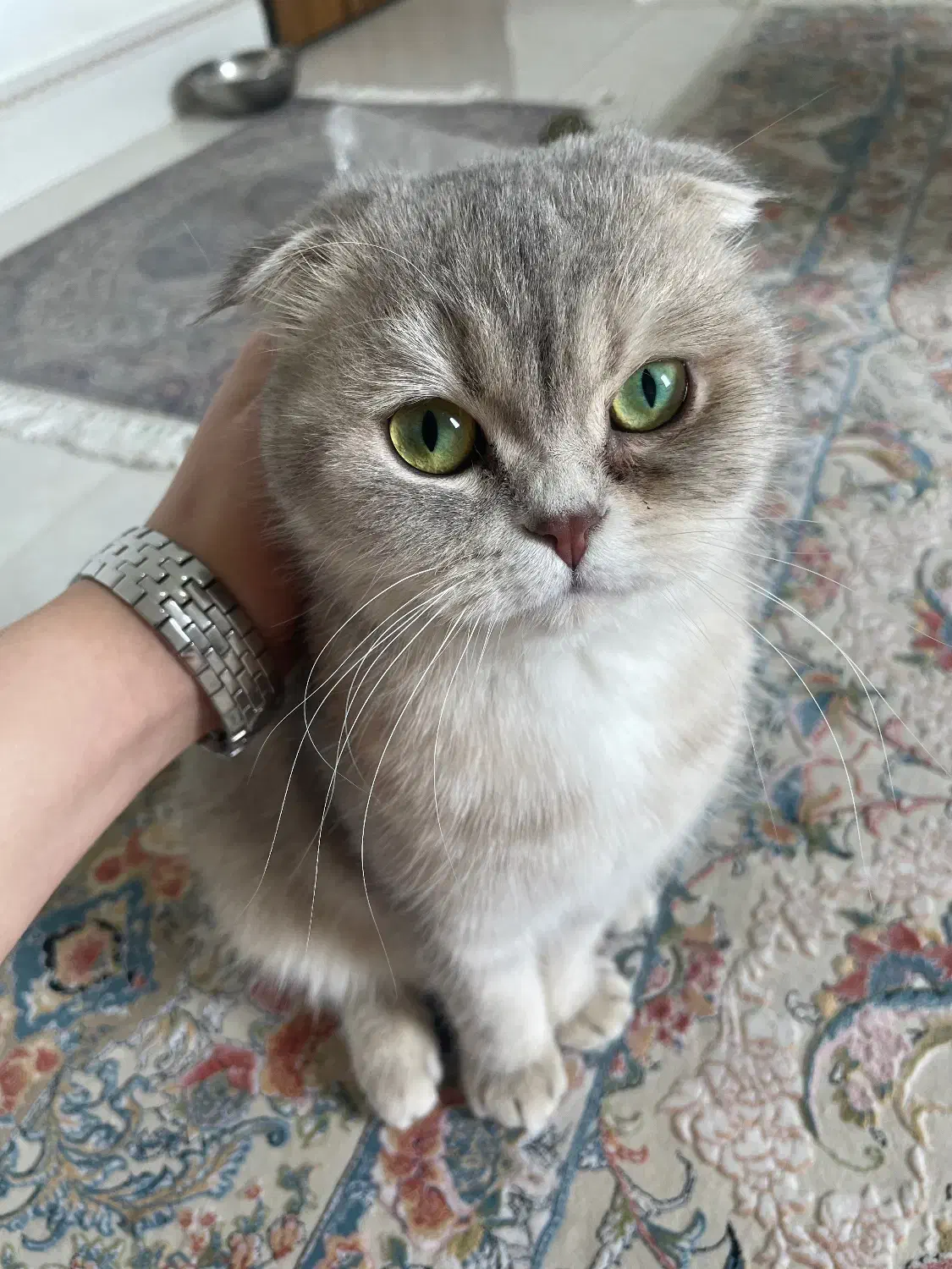 دو قلاده گربه اسکاتیش و بریتیش|گربه|تنکابن, |دیوار