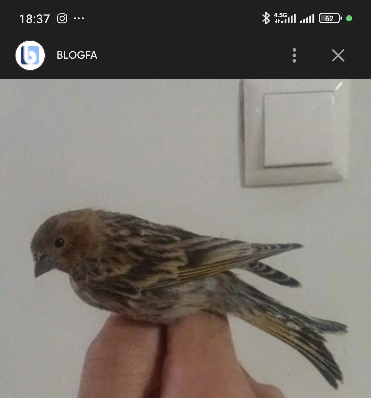 گلبسر بخون بخون|پرنده|سیرجان, |دیوار