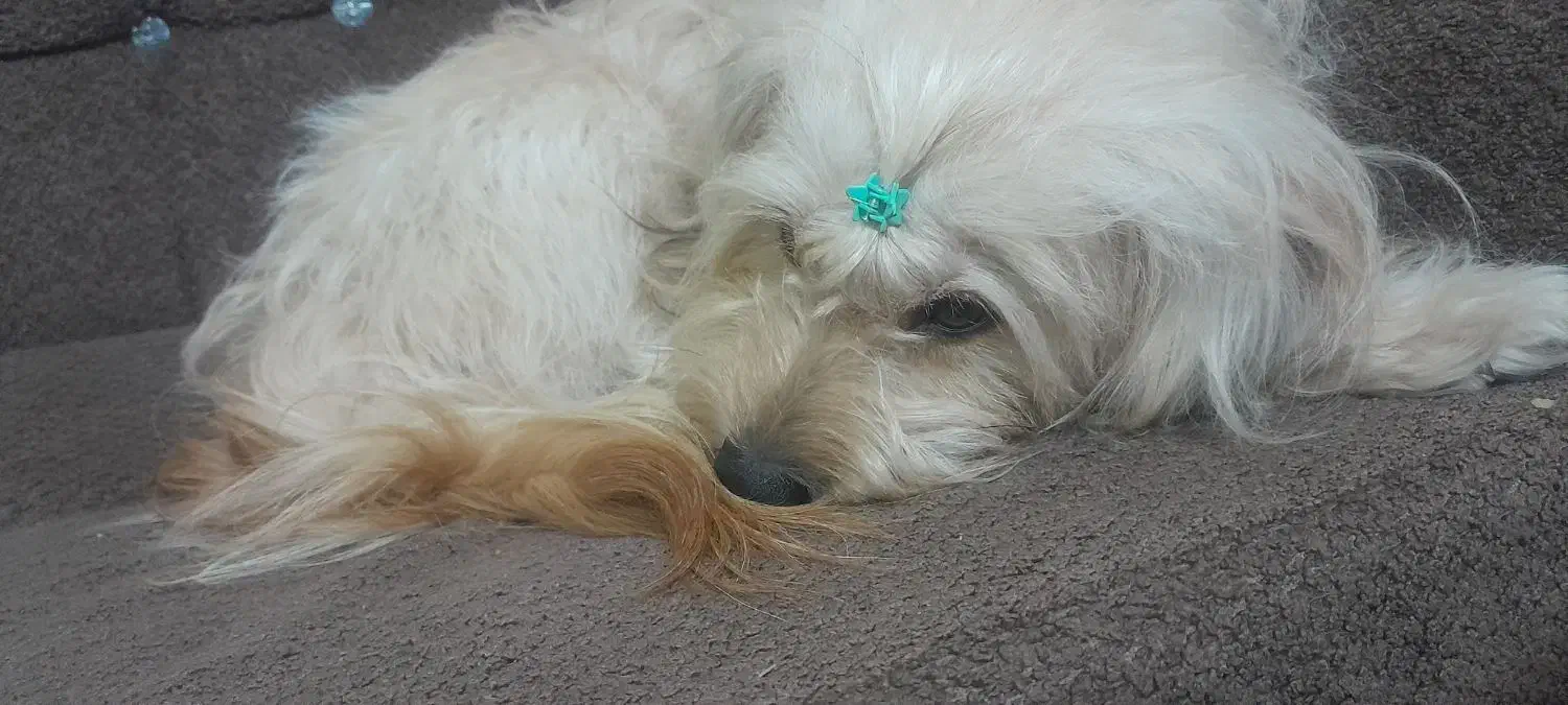 سگ شیتزو تریر|حیوانات|مشهد, بهمن|دیوار