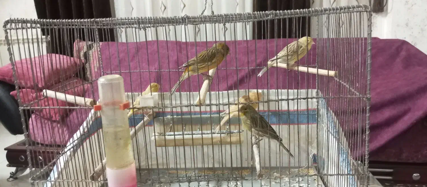 قناری ماده و نر|پرنده|صدرا-فارس, فاز ۱|دیوار