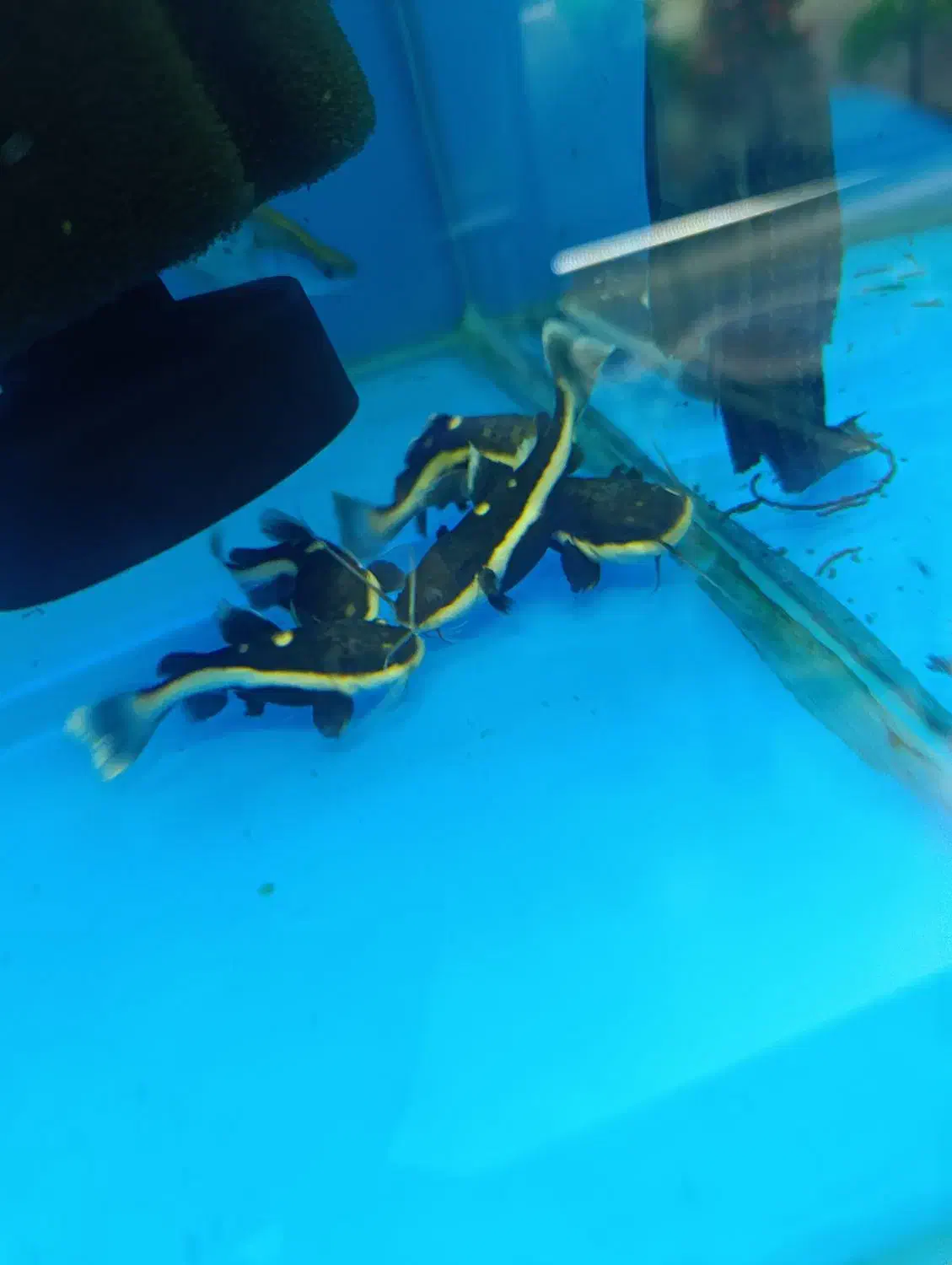 ردتیل ۸سانت|ماهی|کرج, اصفهانی‌ها|دیوار