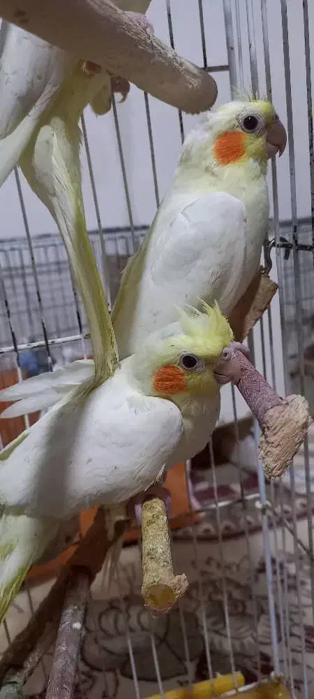 پرنده عروس هلندی|پرنده|مسجد سلیمان, |دیوار