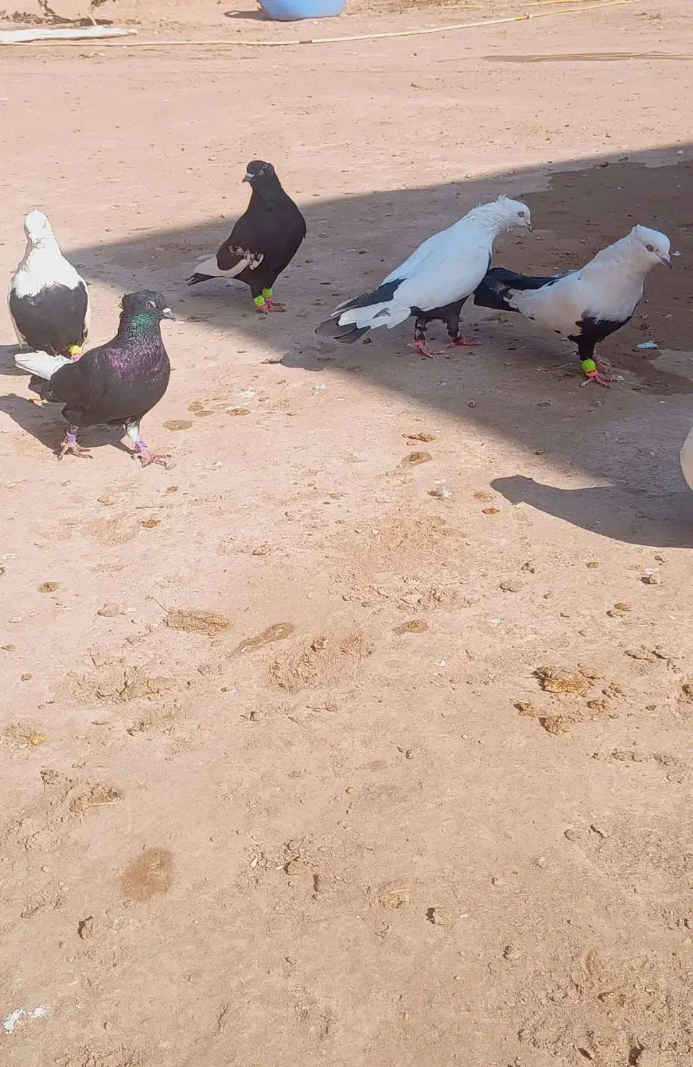 ۳۰تا رنگی همه نر|پرنده|شوش, |دیوار