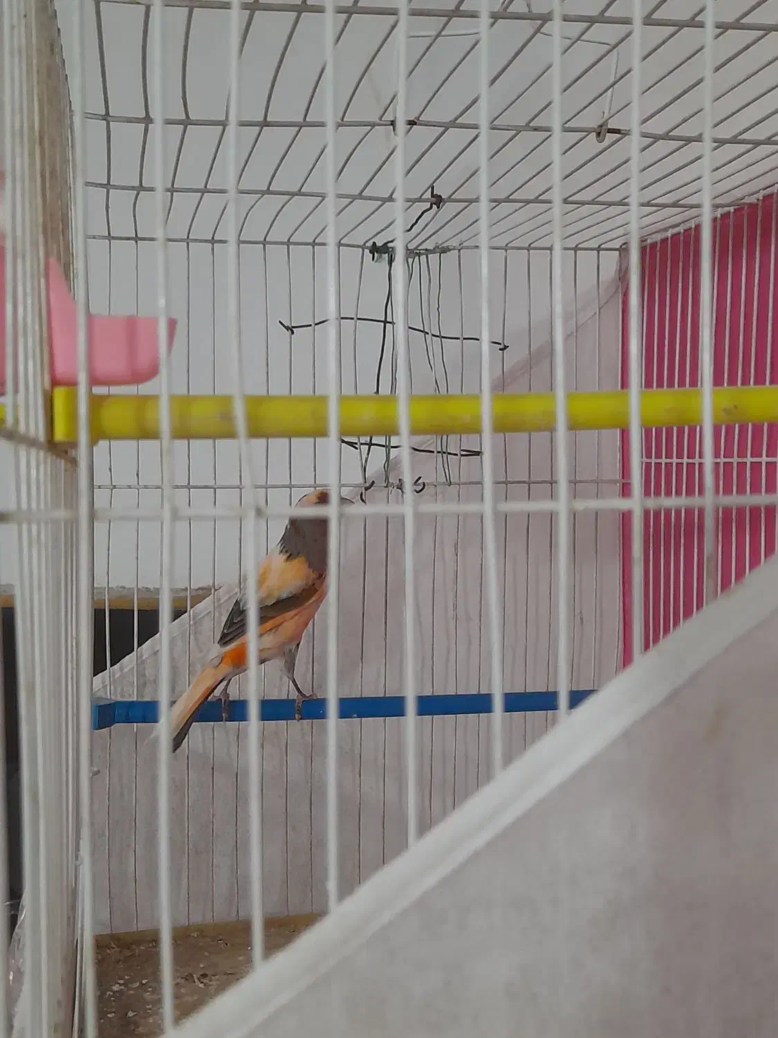 سه عددقناری|پرنده|مشهد, رده|دیوار