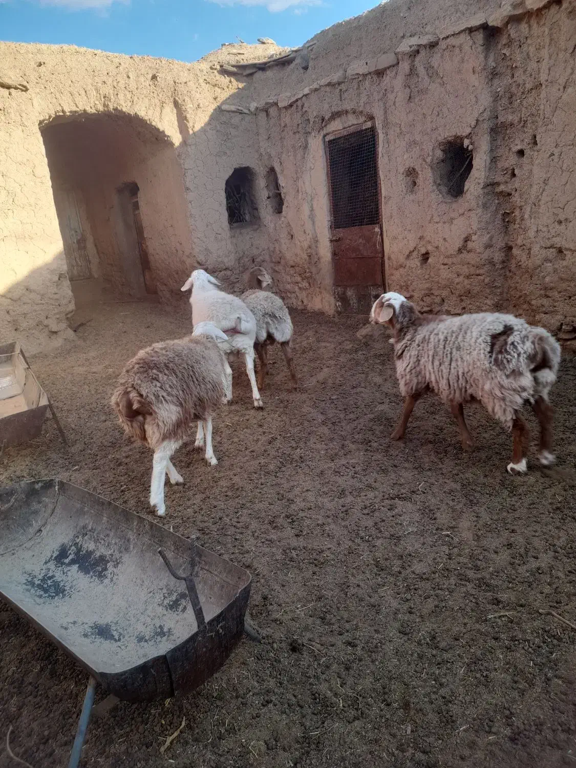 گوسفند،میش، بره، نر ، ماده|حیوانات مزرعه|مود, |دیوار