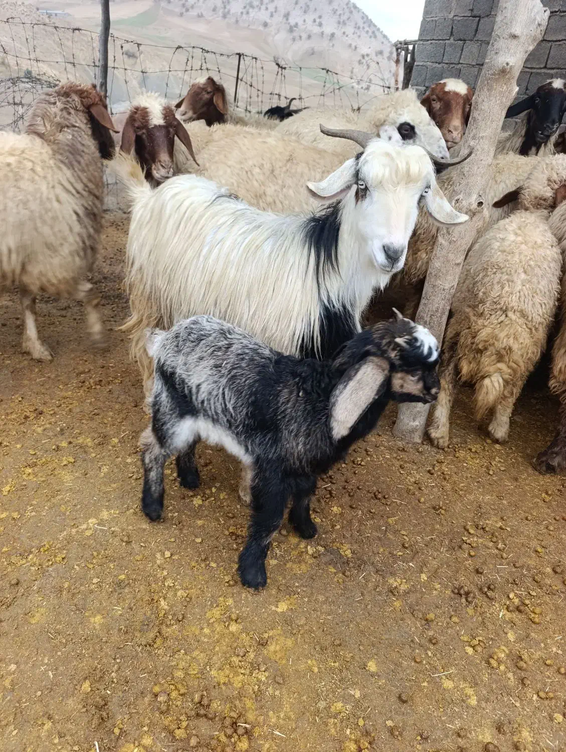 بز و بزغاله گوسفند|حیوانات مزرعه|سیوان, |دیوار