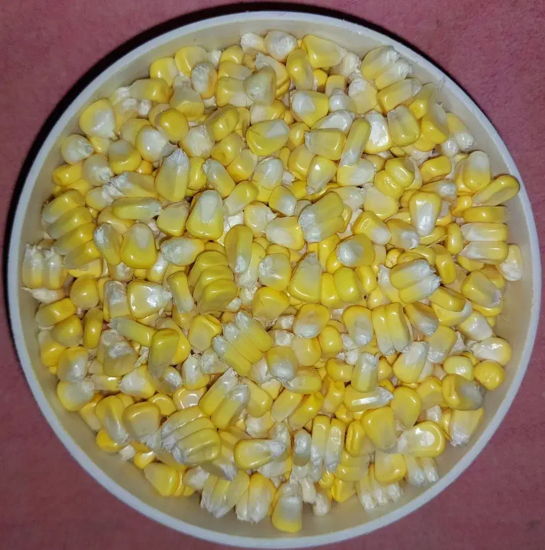 ذرت مکزیکی شیرین|خوردنی و آشامیدنی|فولادشهر, B5|دیوار