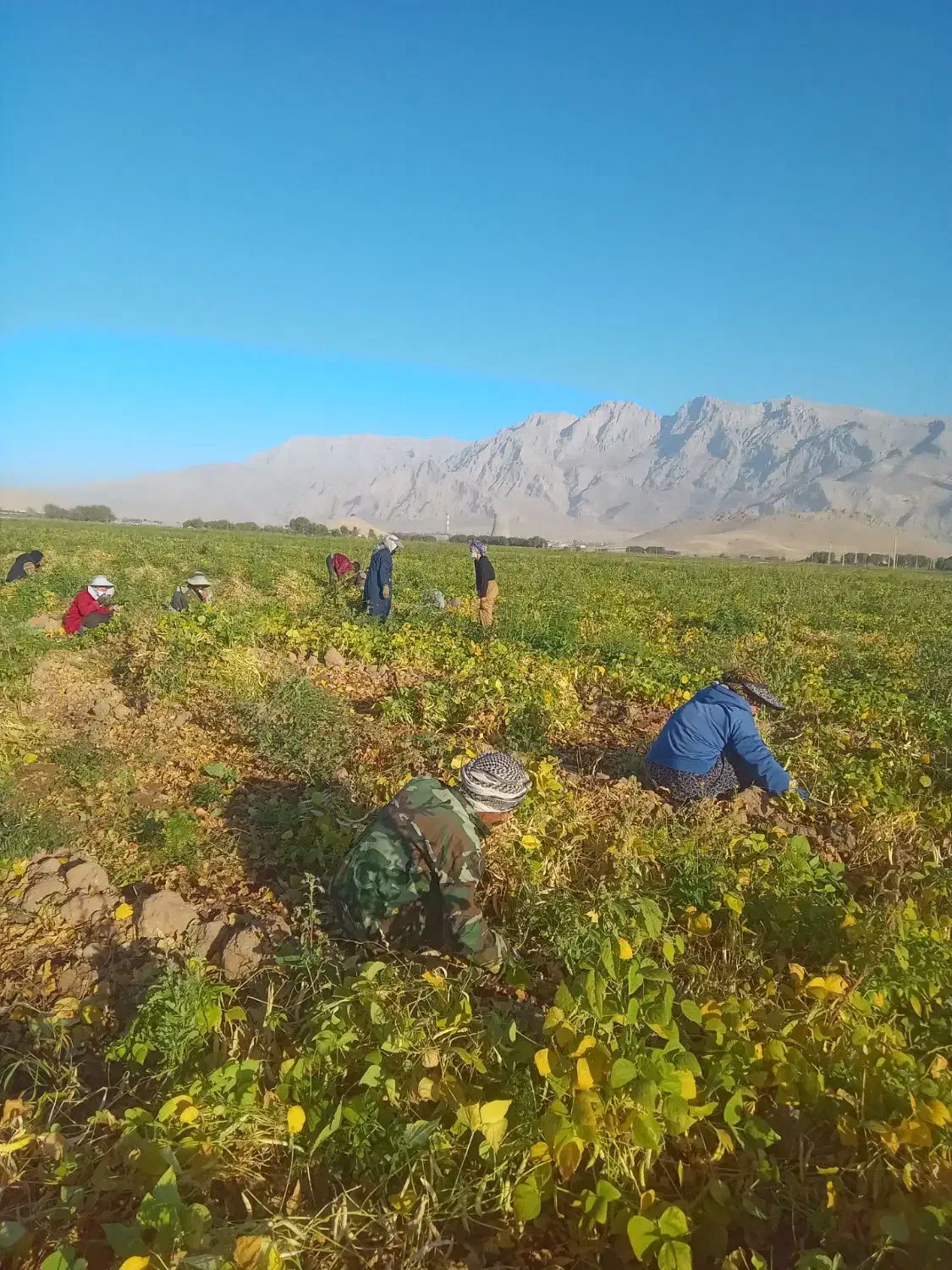 سر کارگر امور کشاورزی|خدمات باغبانی و درختکاری|کرمانشاه, |دیوار