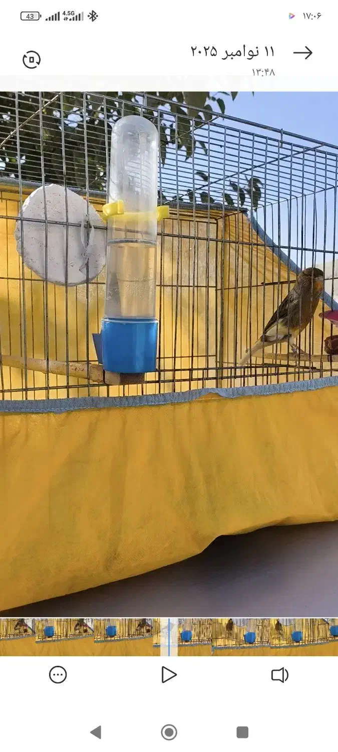 قناری|پرنده|محمدشهر, زیبادشت|دیوار