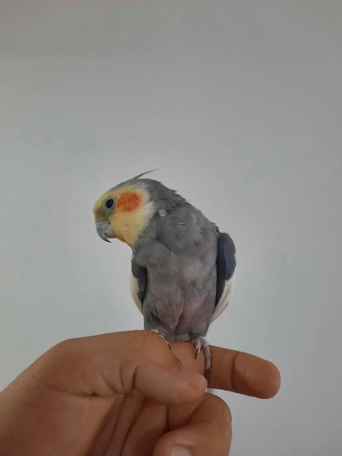 عروس هلندی|پرنده|تربت‌حیدریه, جانبازان|دیوار