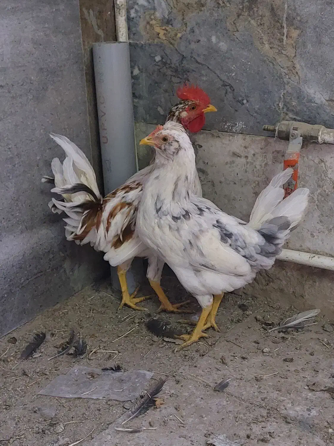 حراج خروس ودوتک نژاددارگلین|حیوانات مزرعه|اصفهان, خواجو|دیوار