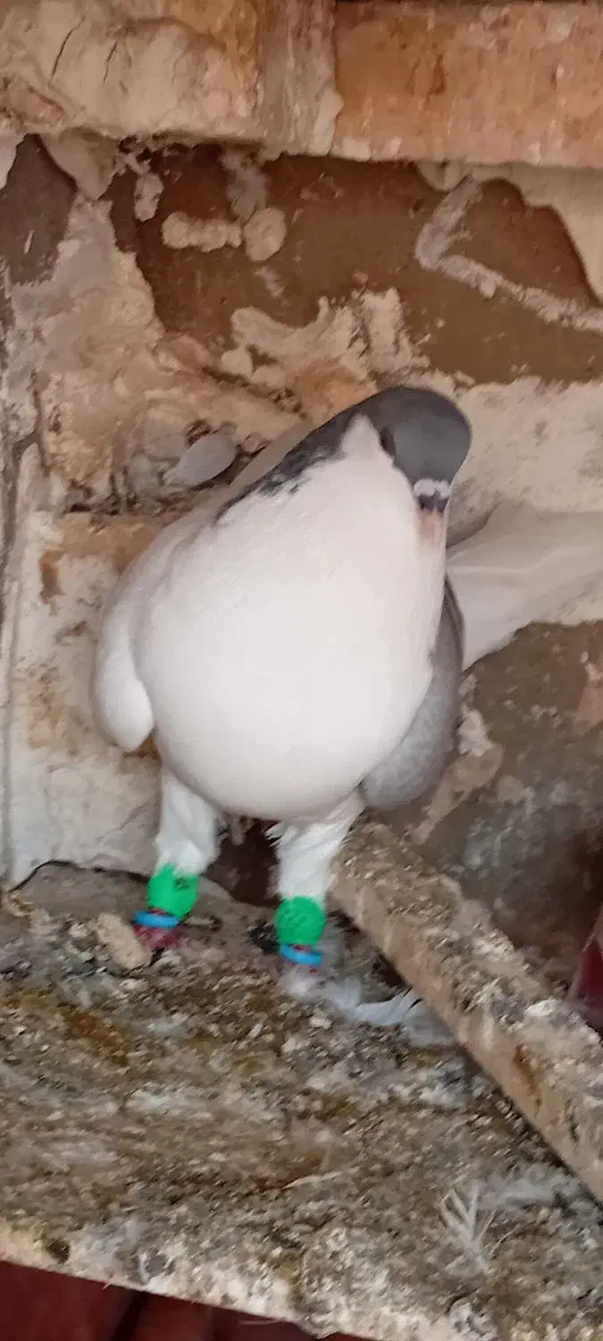 کبوتر|پرنده|شوشتر, |دیوار