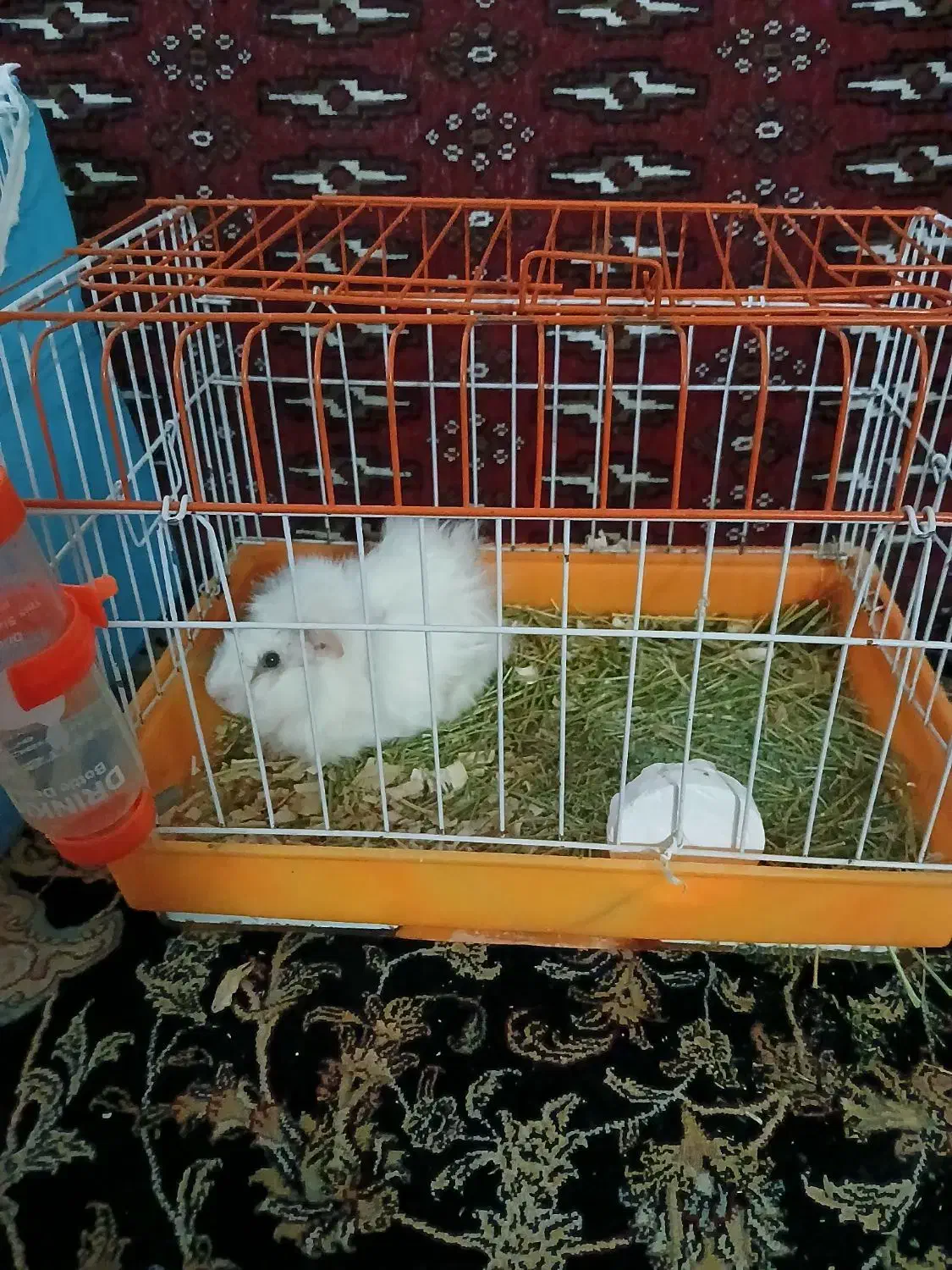 حیوانات|موش و خرگوش|مشهد, شهرک مهر آباد|دیوار