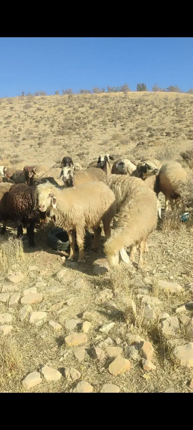 میش داشتی|حیوانات مزرعه|ارژن, |دیوار