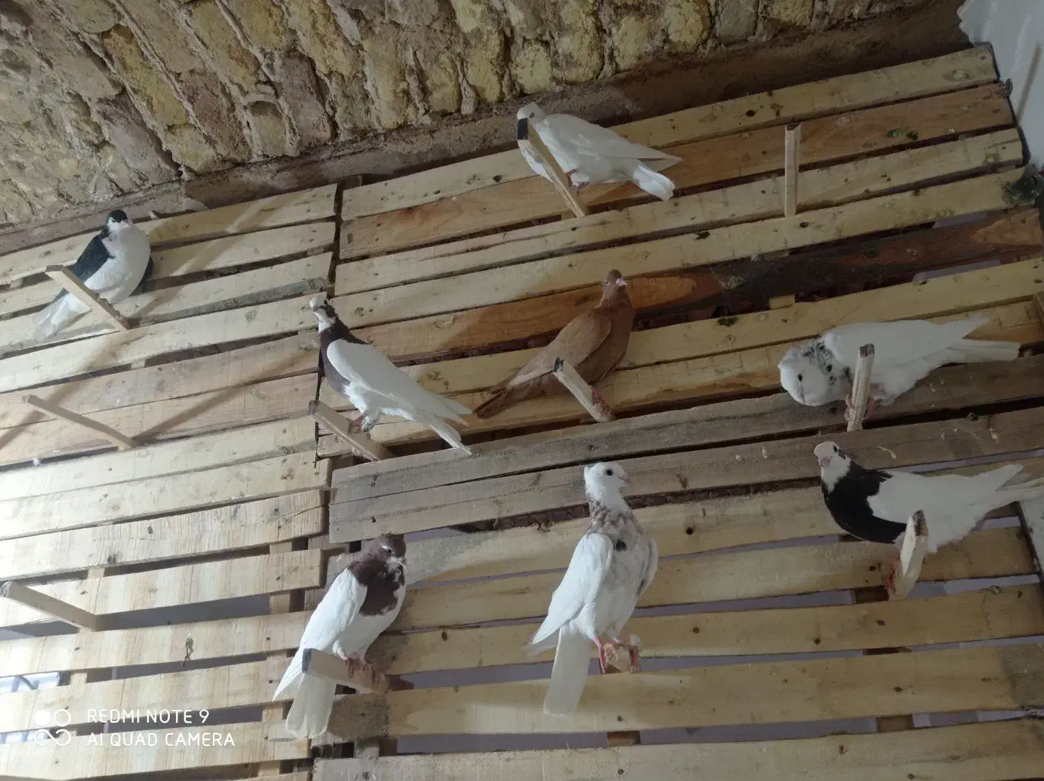 طوق سرخ سه بر دار|پرنده|مرودشت, سهل‌آباد|دیوار