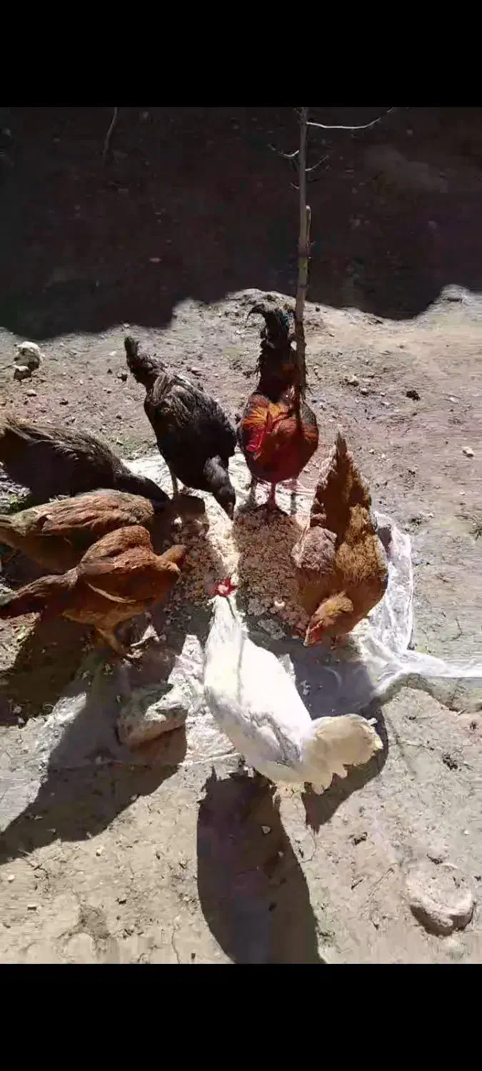 مرغ|حیوانات مزرعه|شوط, |دیوار