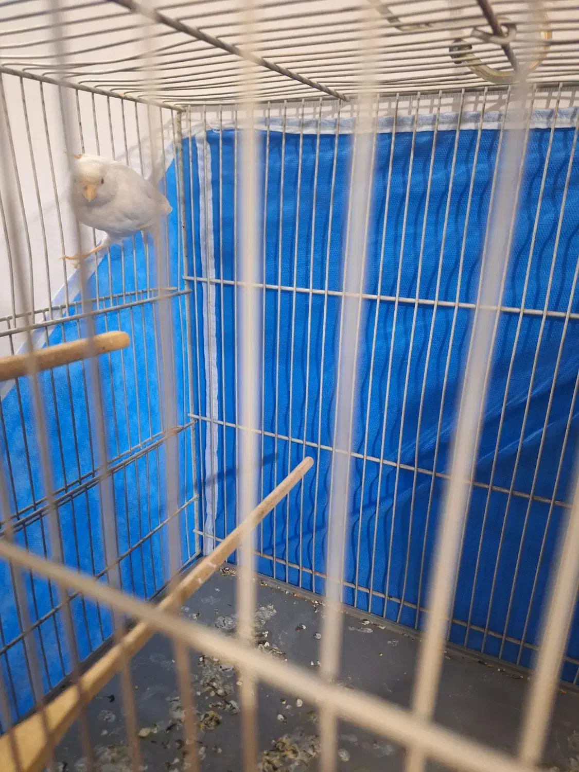 قناری نر|پرنده|کهریزک, |دیوار