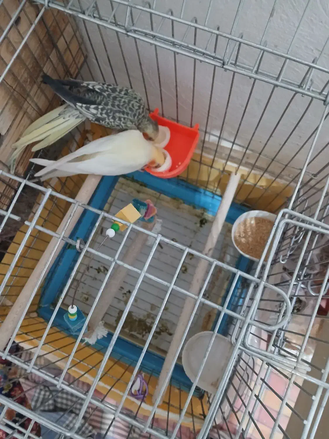 طوطی عروس هلندی|پرنده|مرودشت, تخت جمشید|دیوار