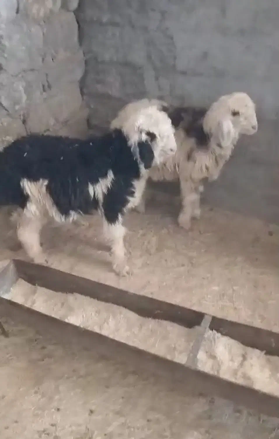 دوتا بره فروشی برا کشتار یا پرواری|حیوانات مزرعه|ایذه, |دیوار