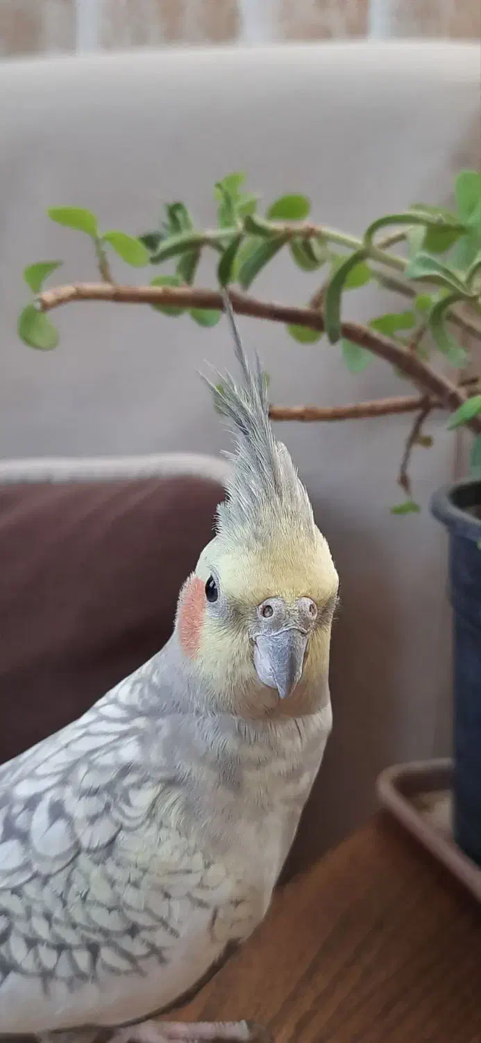 طوطی ملنگو|پرنده|تربت‌حیدریه, فرمانداری|دیوار