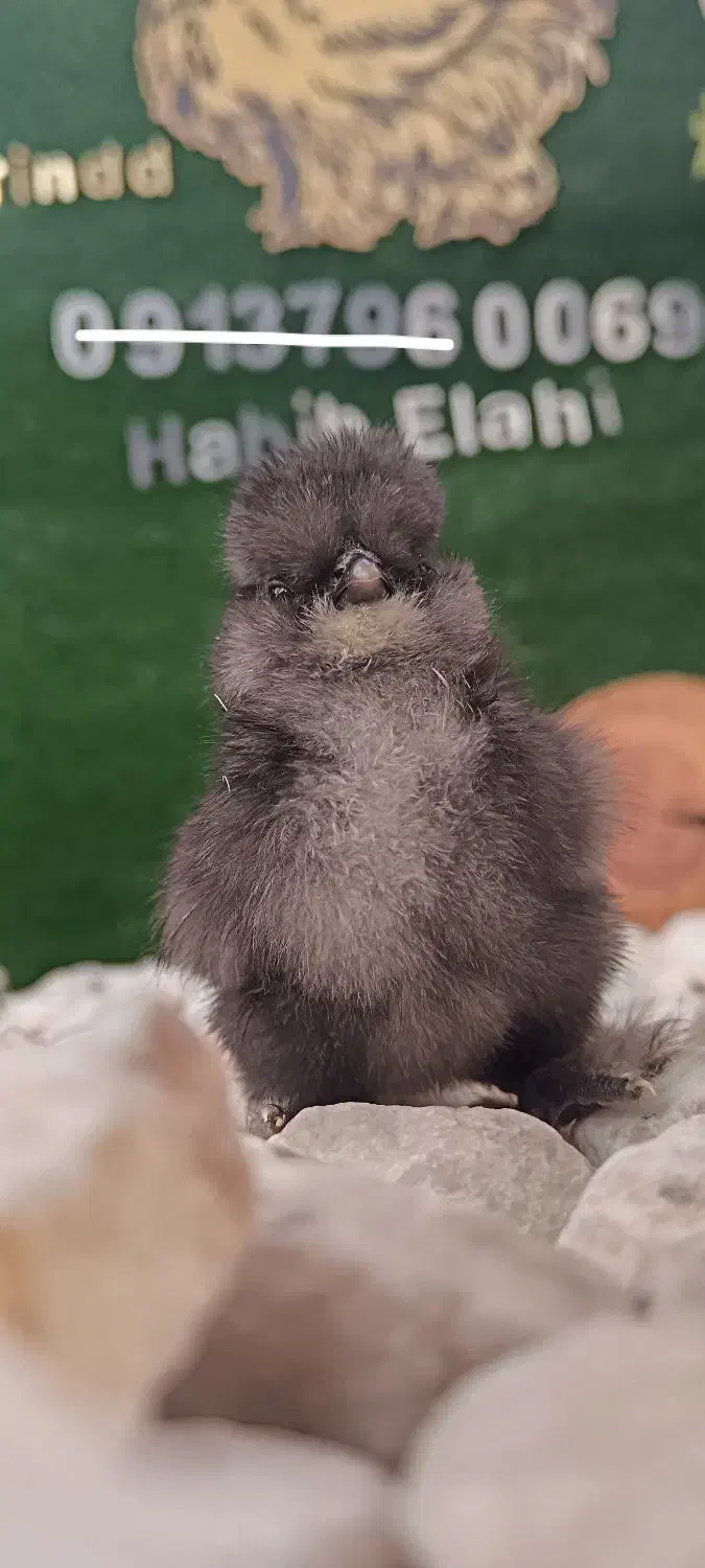 جفت مرغ و خروس زینتی و جوجه ابریشمی و تخم نطفه دار|حیوانات مزرعه|اصفهان, بهارانچی|دیوار