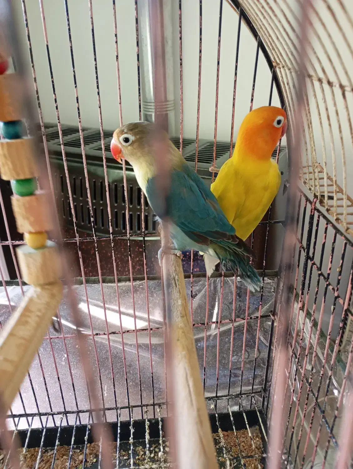 کوتوله برزیلی/ طوطی برزیلی/ فیشر/ رنگ خاص|پرنده|قم, پردیسان|دیوار