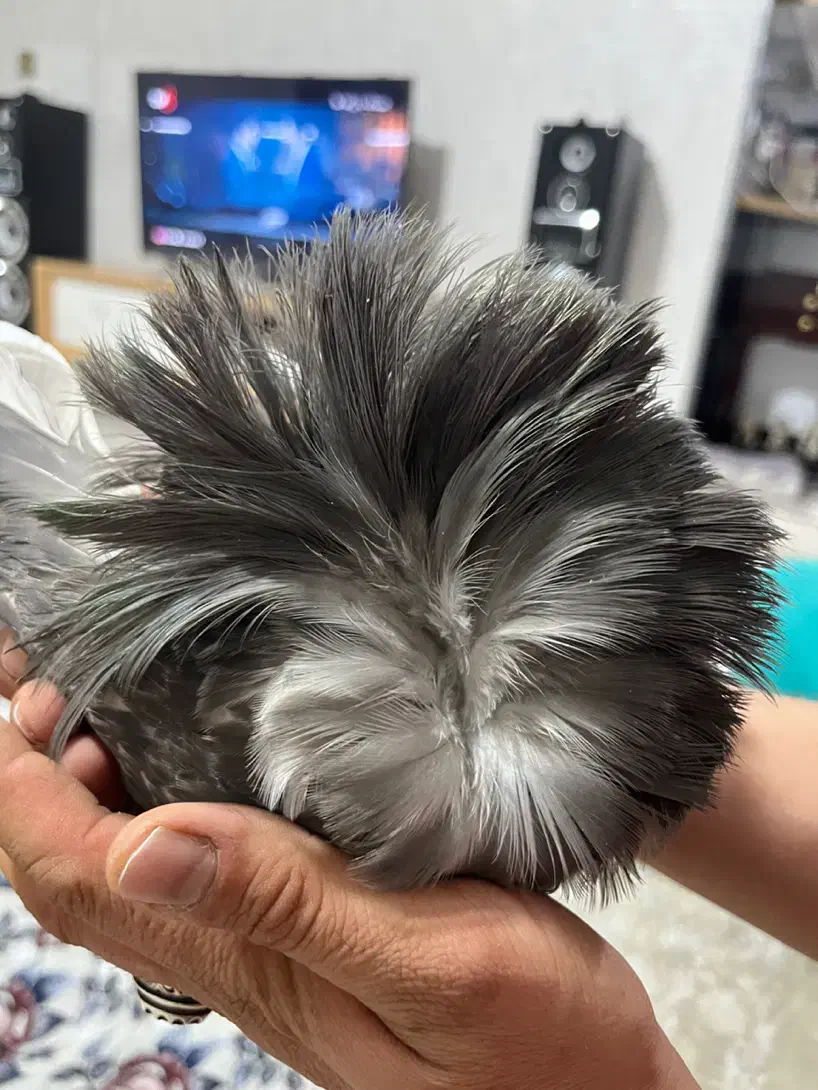 کفتر سوپر شامپیون ماده|پرنده|پرند, فاز ۵|دیوار